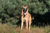 MALINOIS 016